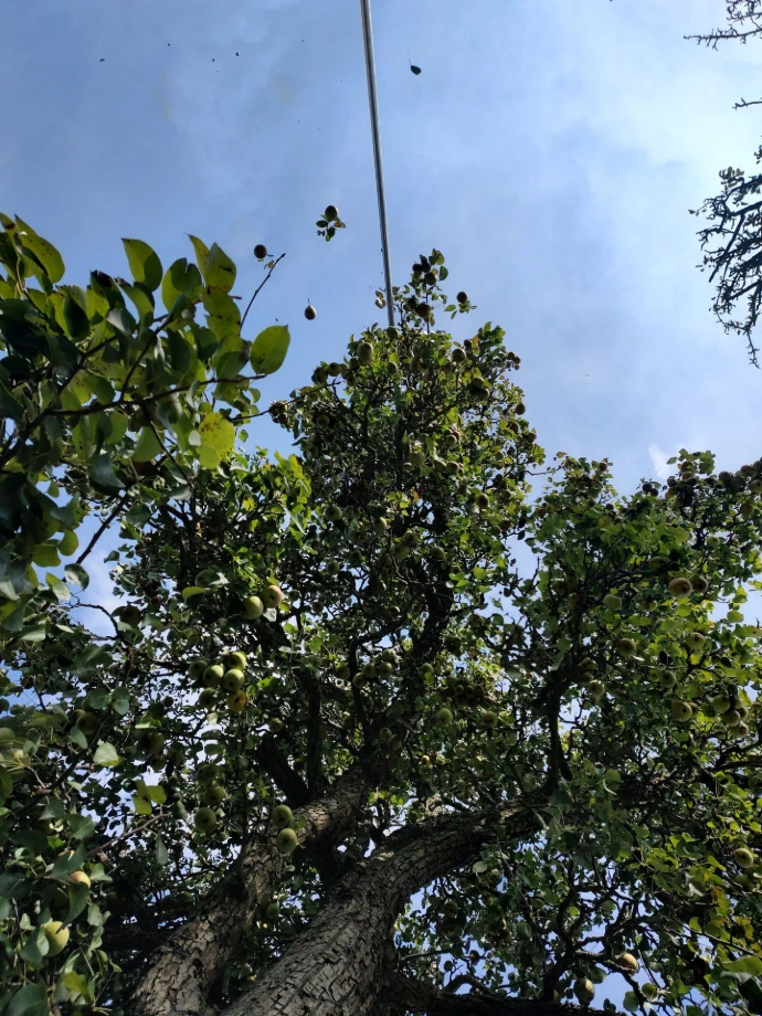 wij komen u appels en peren redden van voedselverspilling cider perry